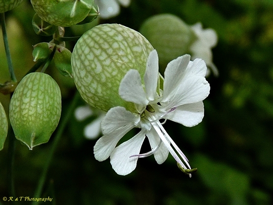 {Silene vulgaris}